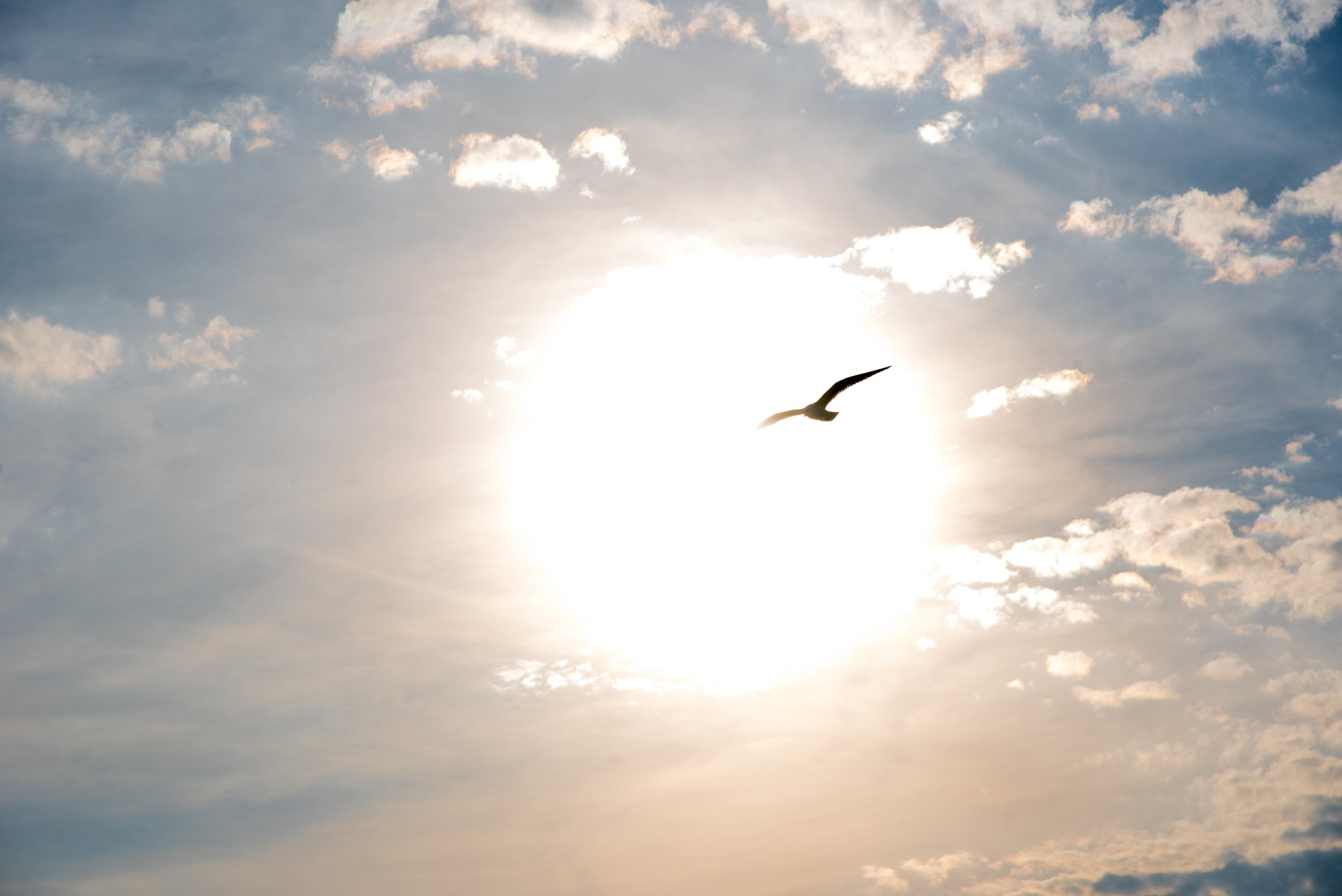 Spiritual bird flying into sunset